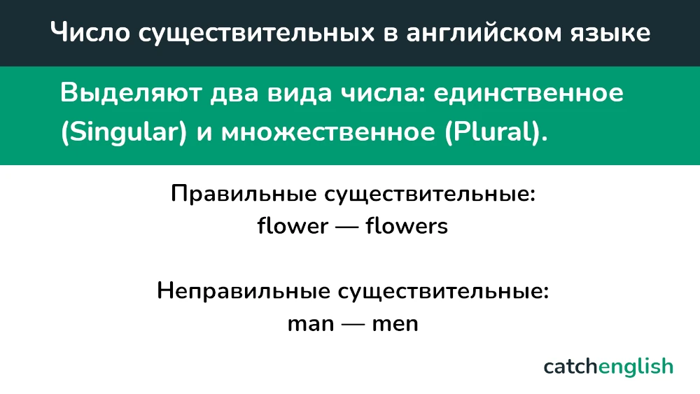 Число существительных в английском языке